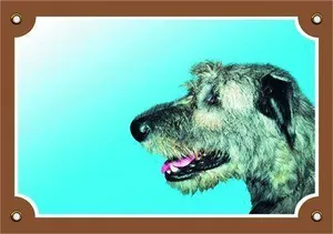 Farbschild Achtung Hund, Irischer Wolfshund